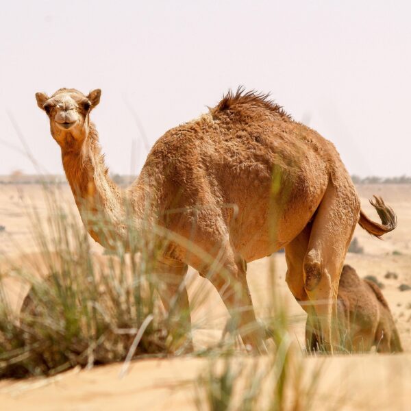 Lahbab Desert Safari